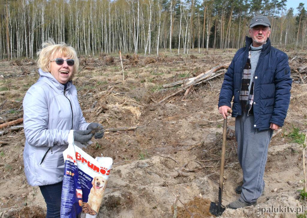 Rosną nowe drzewa