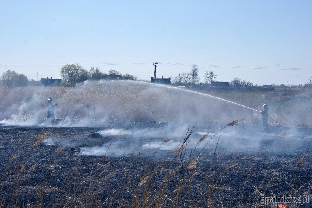 Pożar trzcinowiska