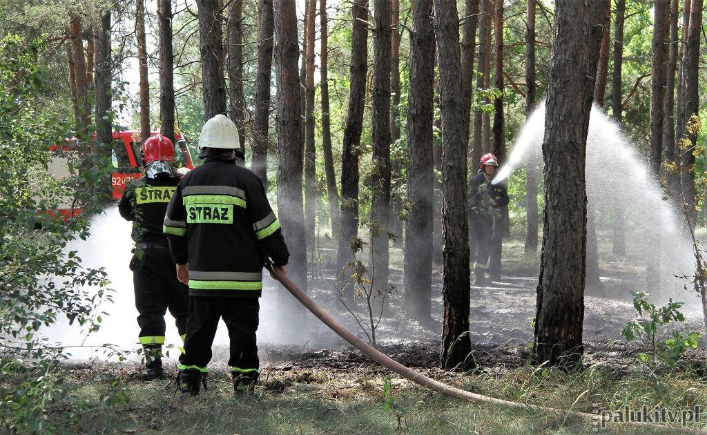 Pożar lasu