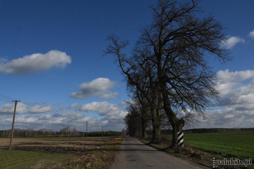 Wycięto ponad 40 drzew