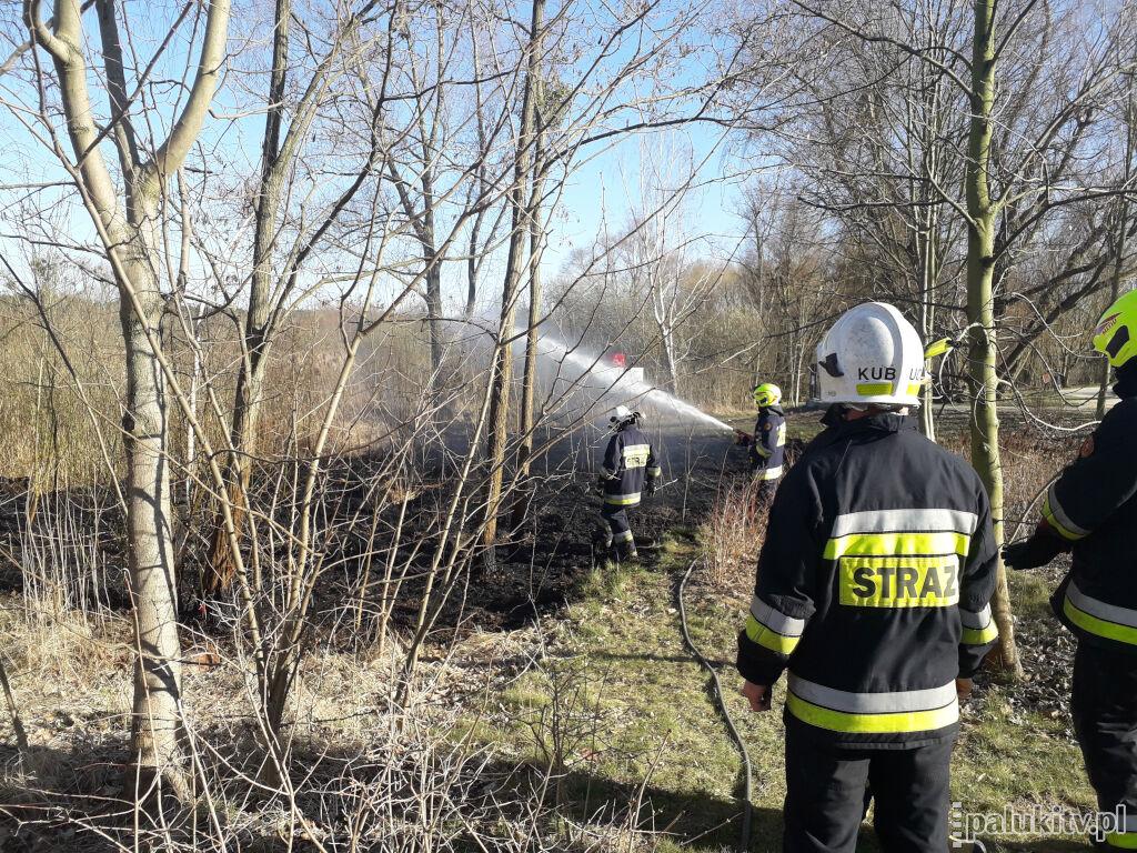 Strażacy obronili w Barcinie stanowiska lęgowe ptactwa