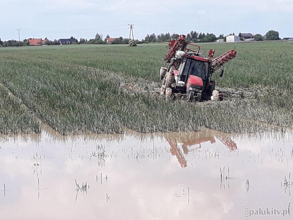 W Barcinie Wsi, jak na ryżowych polach. Ciągnik zapadł się na półtora metra i już nie wyjechał. Maszyna weekend spędziła w cebulowym trzęsawisku