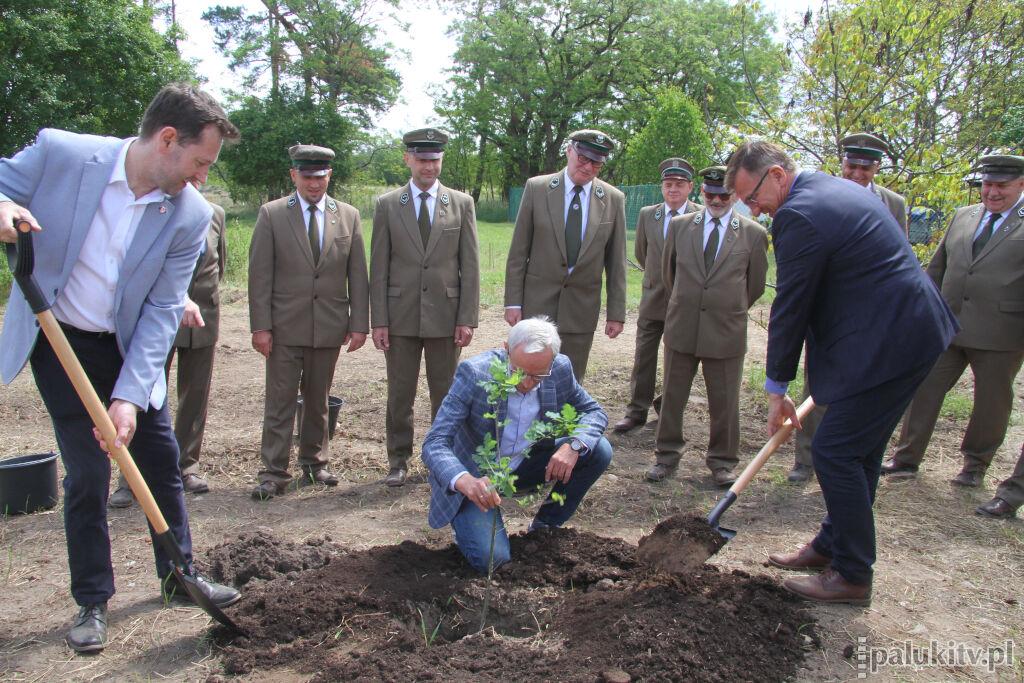 Odbudowa lasu po nawałnicy. Posadzono ponad 5 mln drzew przez 4 lata (wideo)