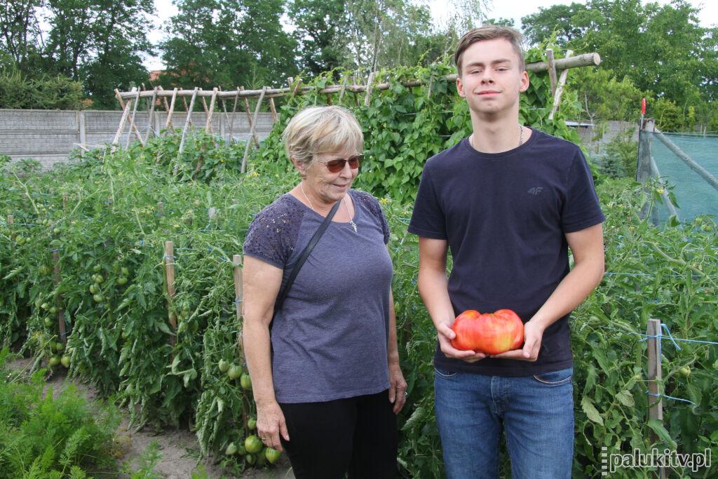 Rekordowy pomidor w Żninie. Wystarczyły nawozy naturalne. Babcia robi najlepsze sałatki