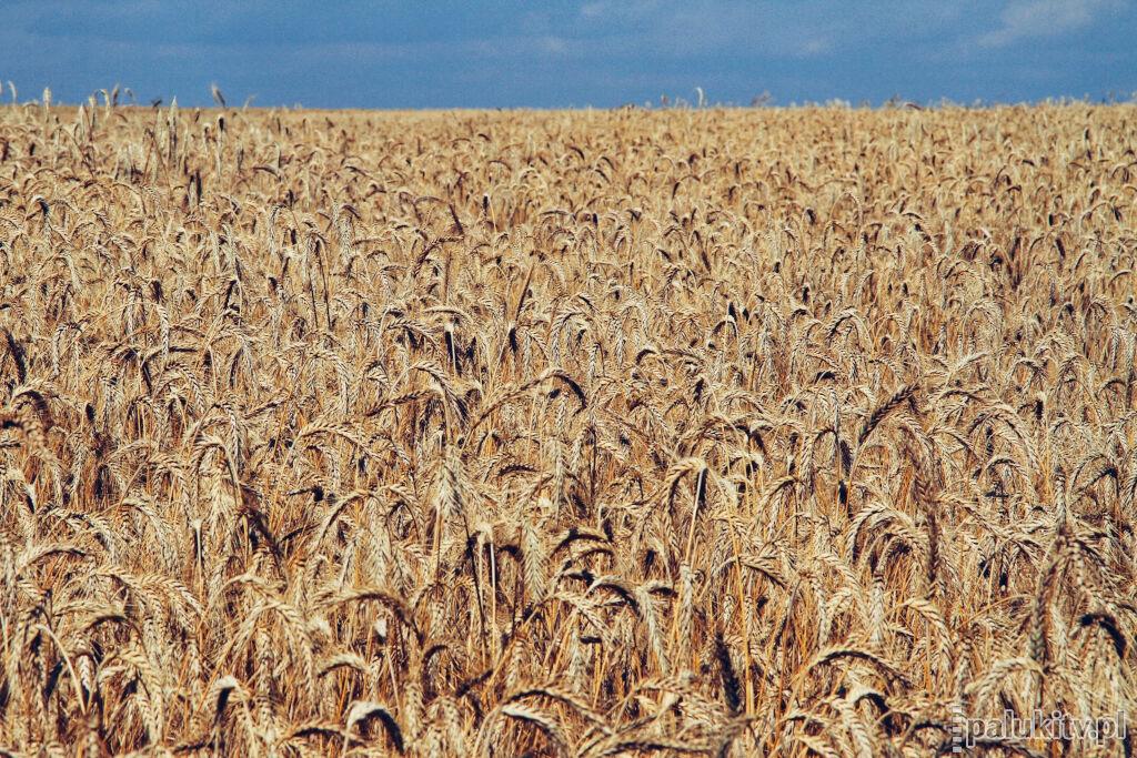Powiatowe święto plonów odbędzie się w Łabiszynie. Wystąpi kabaret 