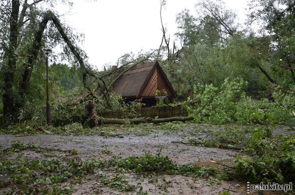 5 lat po wichurze. Nawałnica w biskupińskim muzeum uszkodziła 1,5 tys. drzew. Turyści się zjawili i chcieli robić zdjęcia