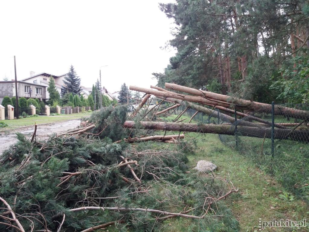5 lat po wichurze. Milion złotych dla trzystu rodzin w gminie Szubin 