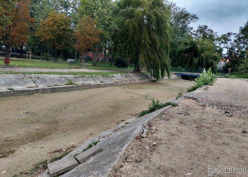 Koryto rzeki jak plaża z kwietnikiem. Przykry widok wyschniętej Gąsawki