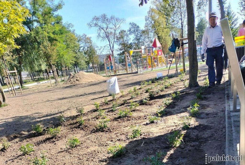 Park nad Małym Żnińskim odradza się. Nowe rośliny ozdobne i drzewa oraz zmodernizowane alejki