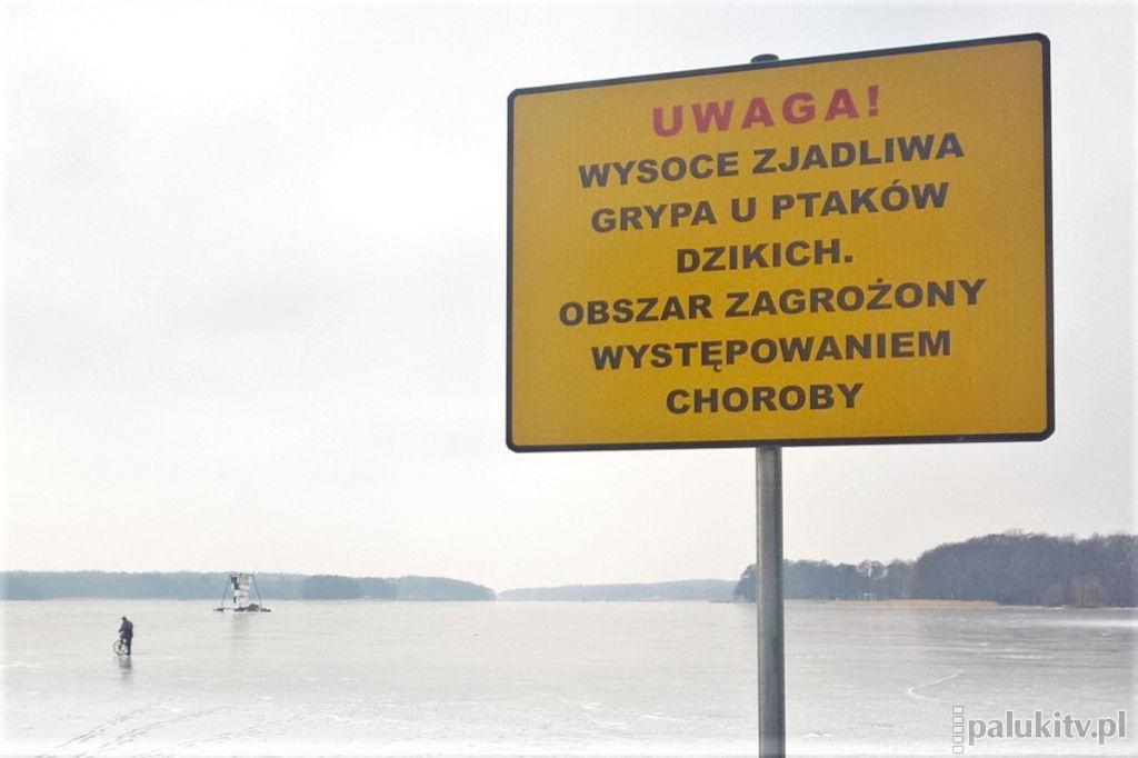 Ptasia grypa w Żninie. Całe miasto w strefie objętej zakażeniem