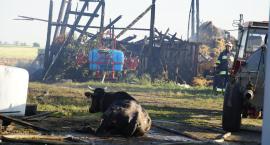 Tragedia w Mamliczu. W pożarze stodoły i obory zginęła kobieta (zdjęcia)