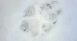 Wilk na Pałukach