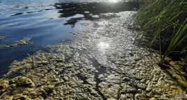 WIOŚ nie stwierdził zanieczyszczenia Jeziora Pniewskiego