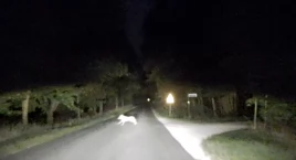 Dwa wilki przebiegają przez drogę w Piastowie (film)