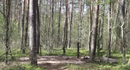 Syndyk w Leśnym Domu Seniora