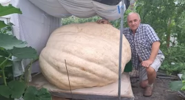 Chucha i dmucha, by arbuz przybrał do 119 kilo. Drugi sezon w żnińskiej szklarni gigantów (film + fotogaleria)