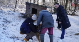 Martwy cielak rzucony psom na mrozie. Interwencja służb w Zdziersku (film)
