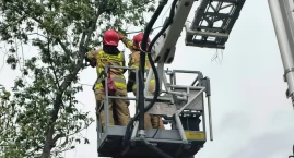 W żnińskim parku ścięto czeremchę (zdjęcia)
