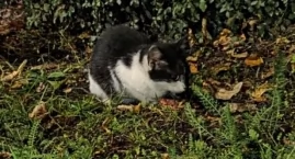 Budki dla kotów wolno żyjących usunięte z Parku Wolności i rynku starego Barcina. Opiekunowie zwierząt zbulwersowani