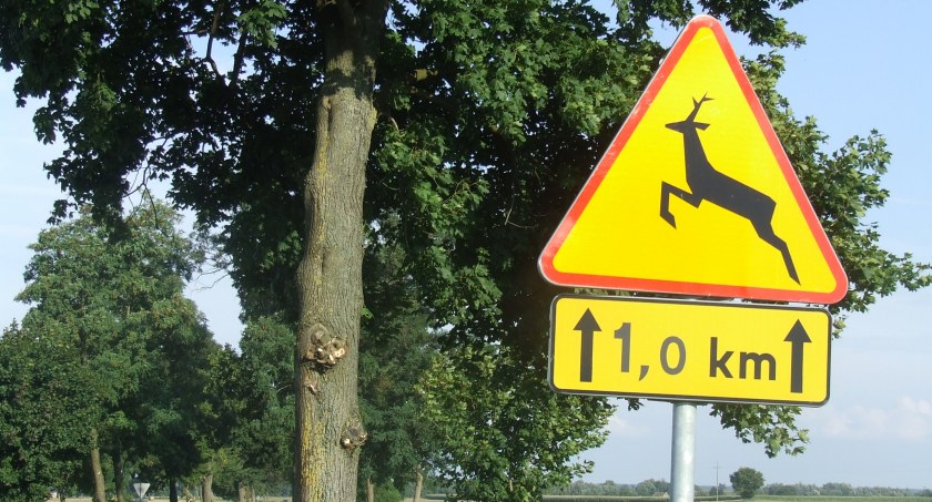 Trzy przypadki zderzenia samochodu z sarną
