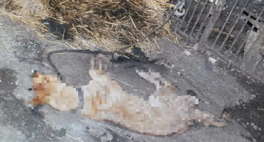 Byłej żonie groził pozbawieniem życia, ze szczególnym okrucieństwem znęcał się nad psem