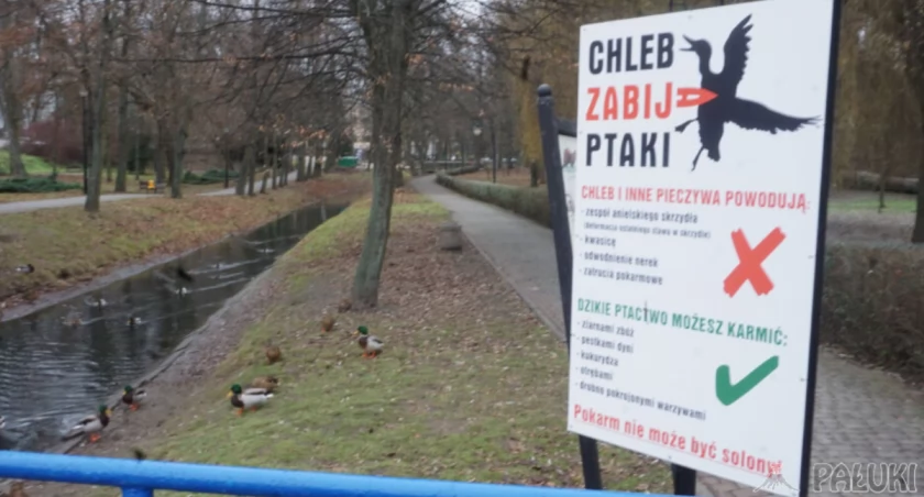 Park miejski w Mogilnie. Nie dokarmiaj dzikiego ptactwa chlebem