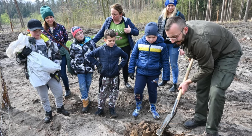  91 harcerzy, zuchów, seniorów i instruktorów sadziło las w Nadleśnictwie Miradz (wideo + zdjęcia)