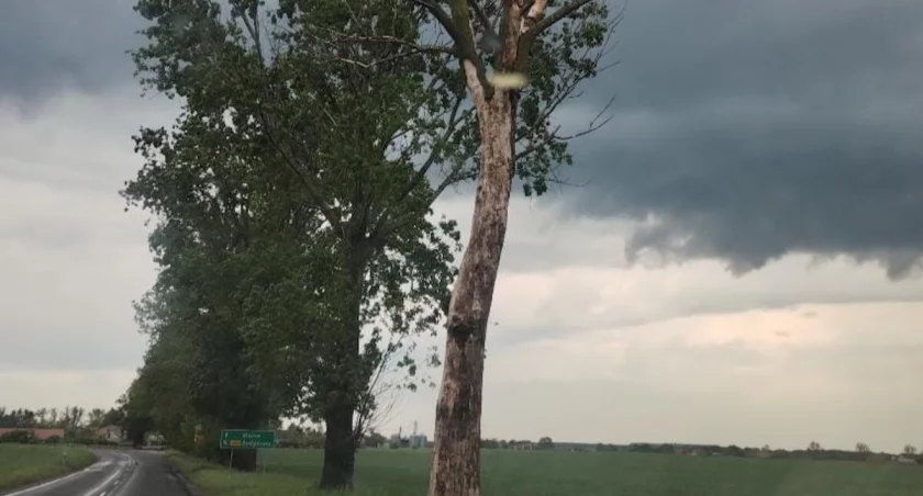 Uschnięte drzewo przy drodze wojewódzkiej zagrożeniem dla użytkowników