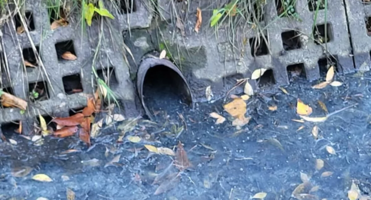 Ścieki bytowe z ulicy Hallera przyczyną śnięcia 4 ton ryb