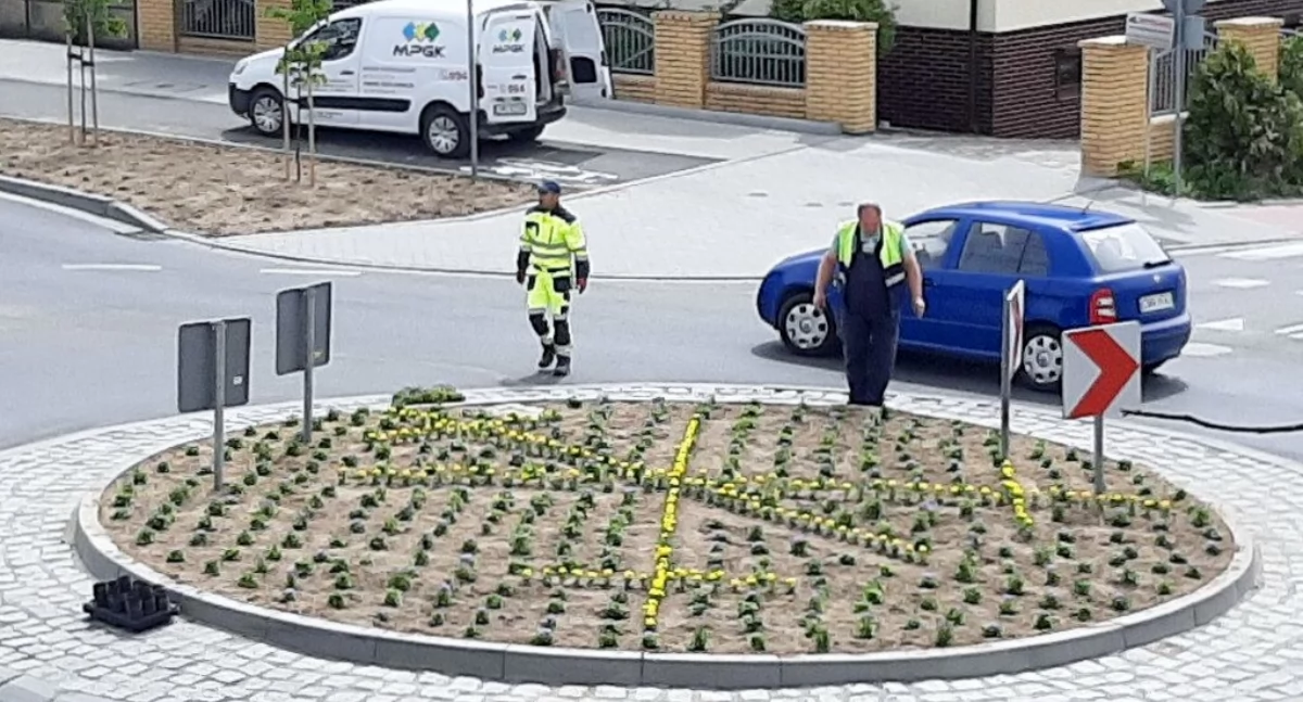 Zbiórka sadzonek roślin wieloletnich w Mogilnie bez większego zainteresowania mieszkańców. Gmina planuje dokupić byliny do ozdobienia miasta
