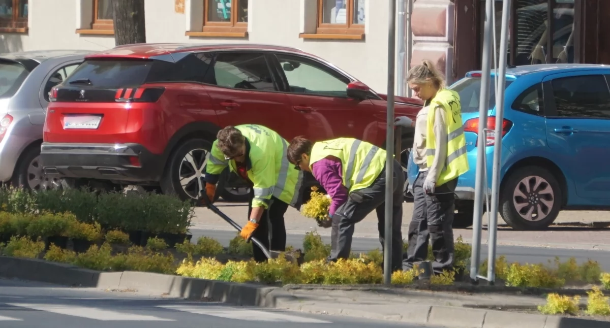 Rabaty i kwietniki miasta i gminy Mogilno. Zakupiono 1.800 sztuk roślin wieloletnich
