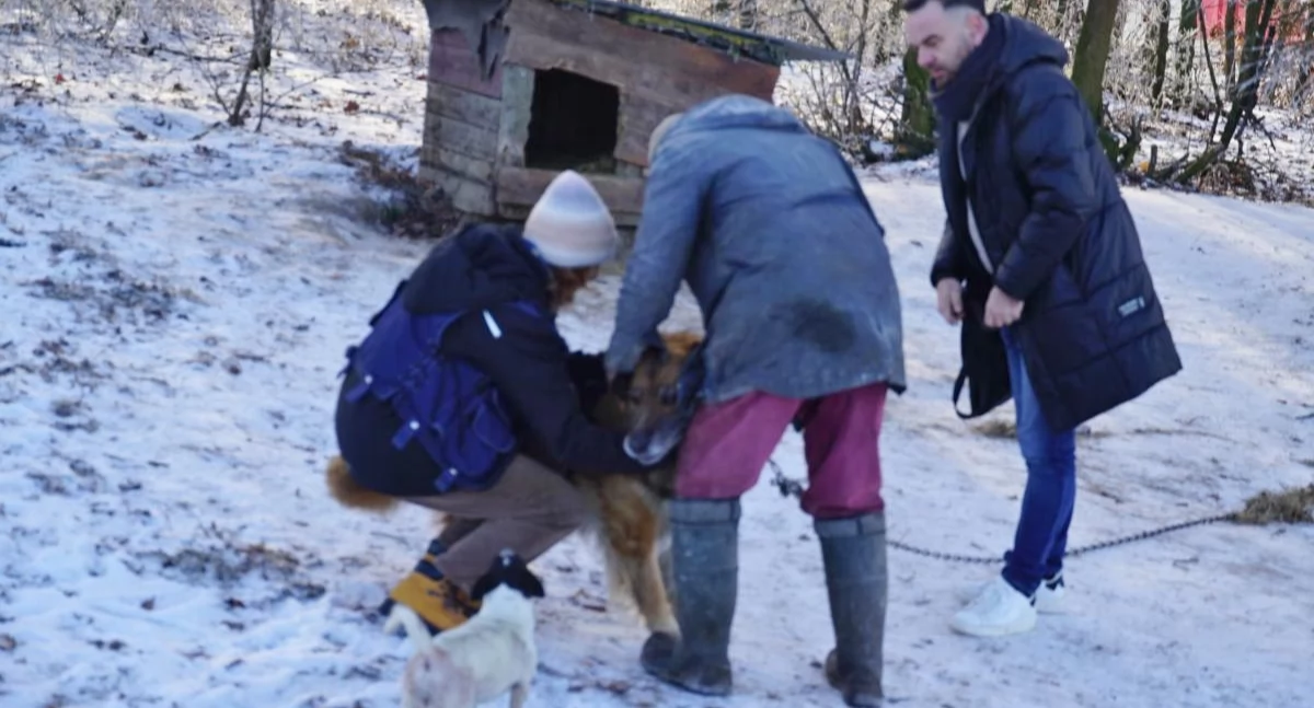 Martwy cielak rzucony psom na mrozie. Interwencja służb w Zdziersku (film + zdjęcia)