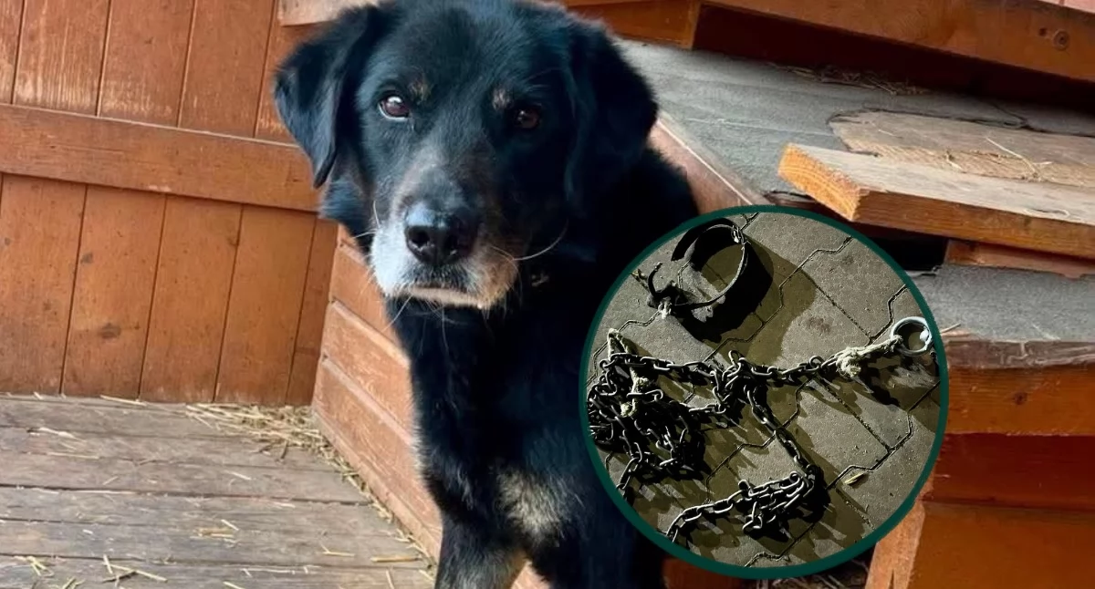 Poszukiwany sprawca bestialskiego porzucenia psa (zdjęcia)