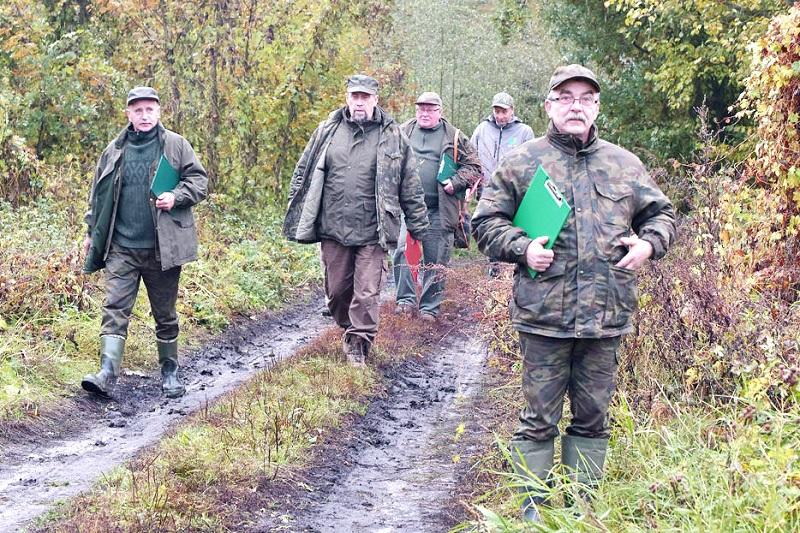 Dzików jest dużo