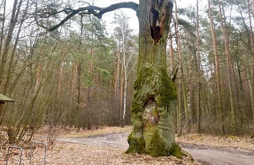 Chcą ratować Gruby Dąb