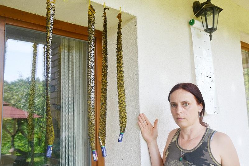 Muchy atakują, jak ptaki z filmu Hitchcocka