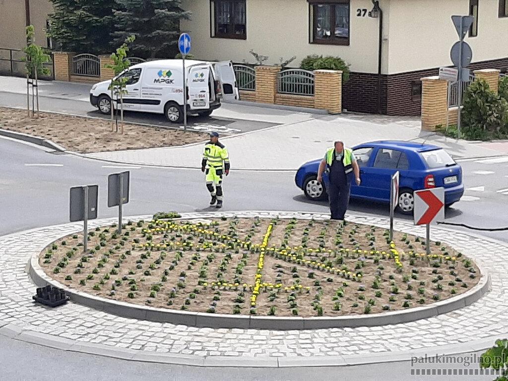 Żółte turki utworzyły herb Mogilna
