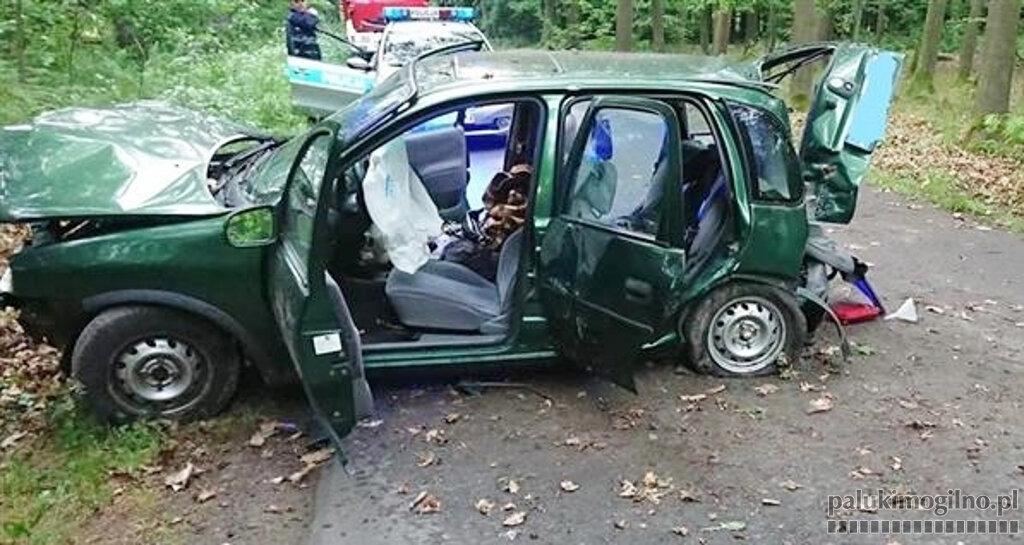 Starcie opla z drzewem