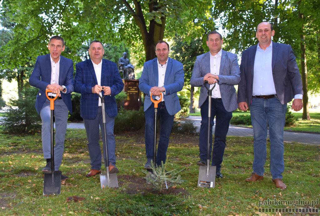W parku posadzili jodły i świerki