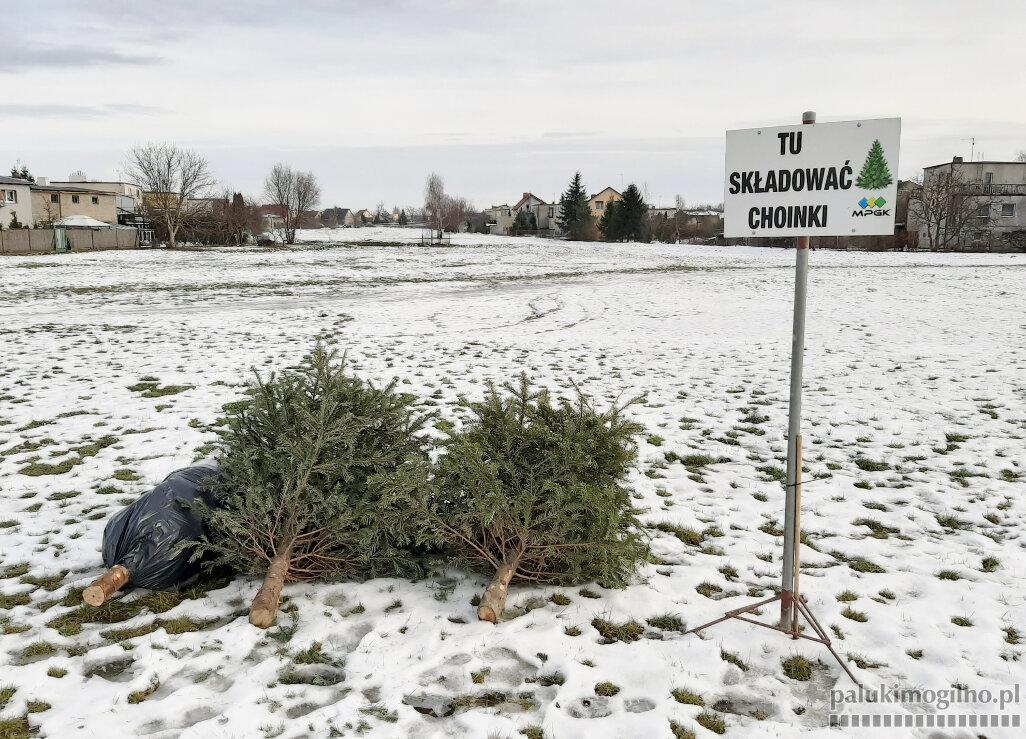Zbiórka świątecznych choinek