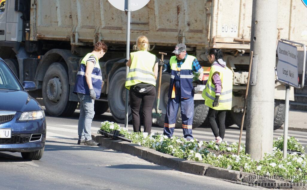 Wysadzono 8.150 sztuk kwiatów