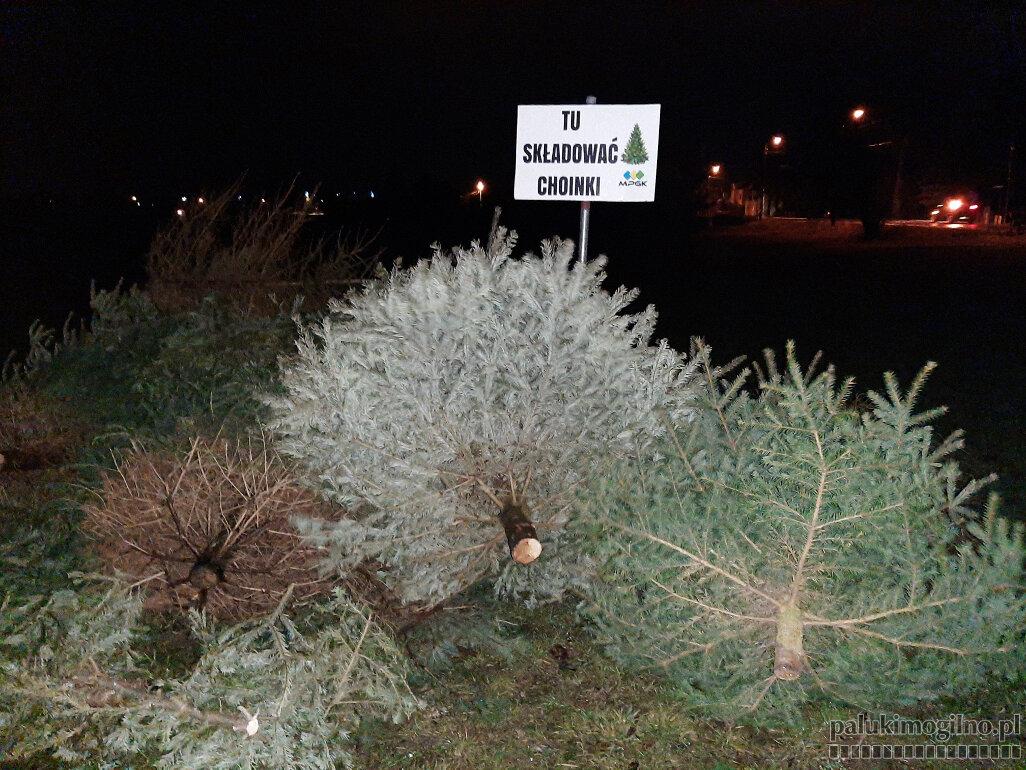W piątek komunalka zbiera świąteczne choinki