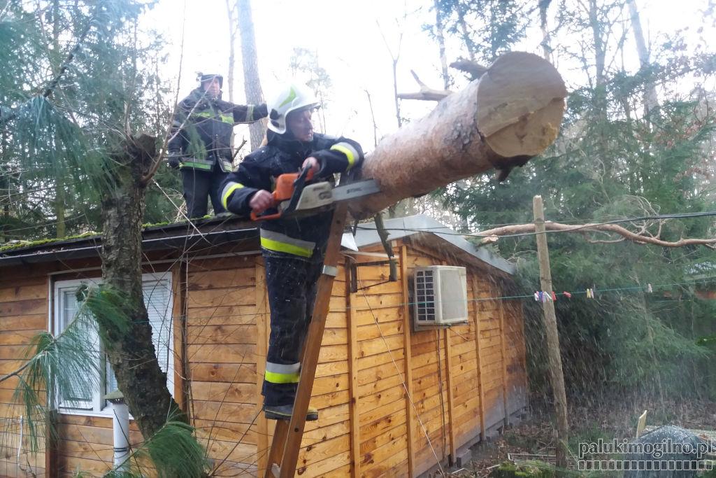 Ogromna sosna przewróciła się na domek