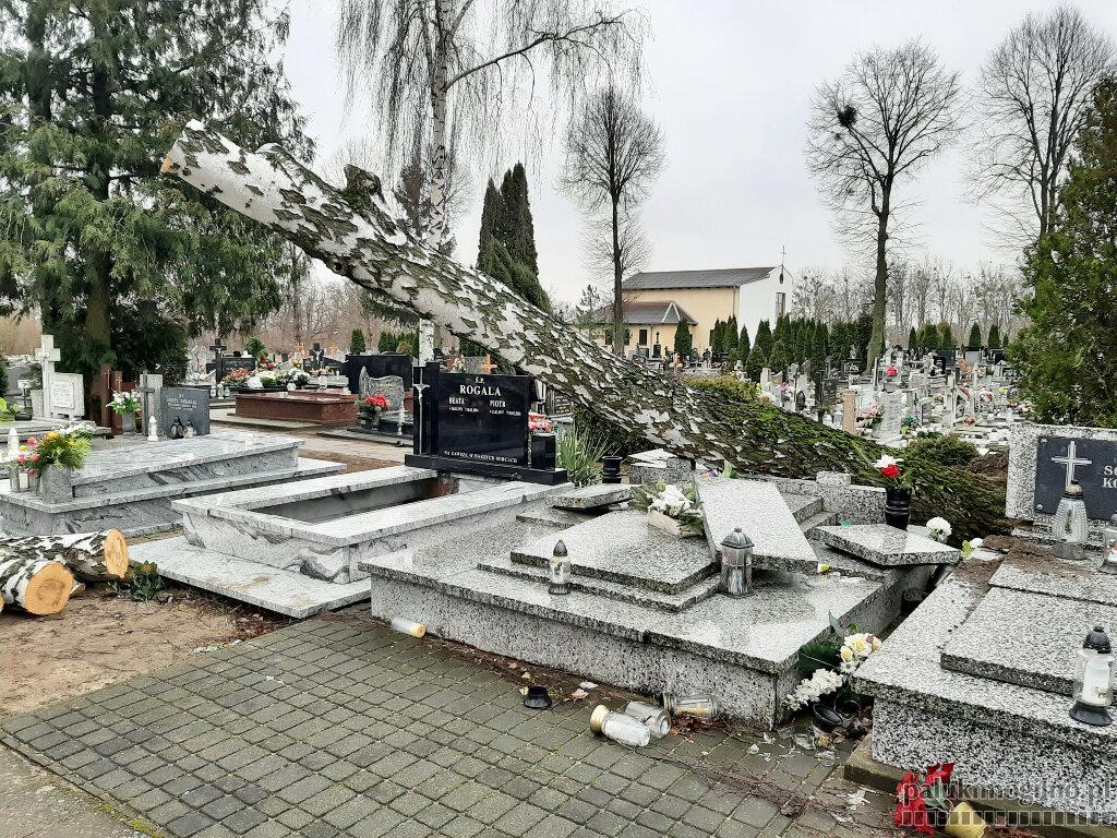 Cmentarz w Mogilnie: brzoza przewróciła się na groby (wideo)
