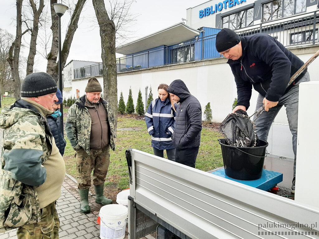 Wpuścili do Jeziora Mogileńskiego 32 kg narybku węgorza (wideo)