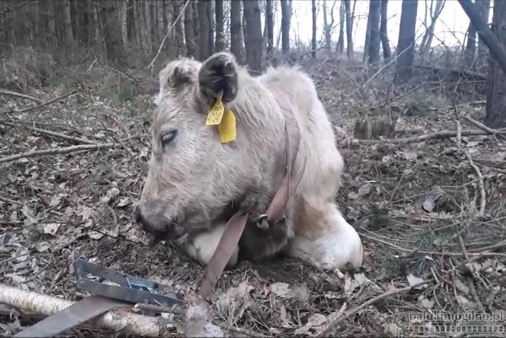 Uśpili krowy i przywiązali w lesie do drzew (wideo)