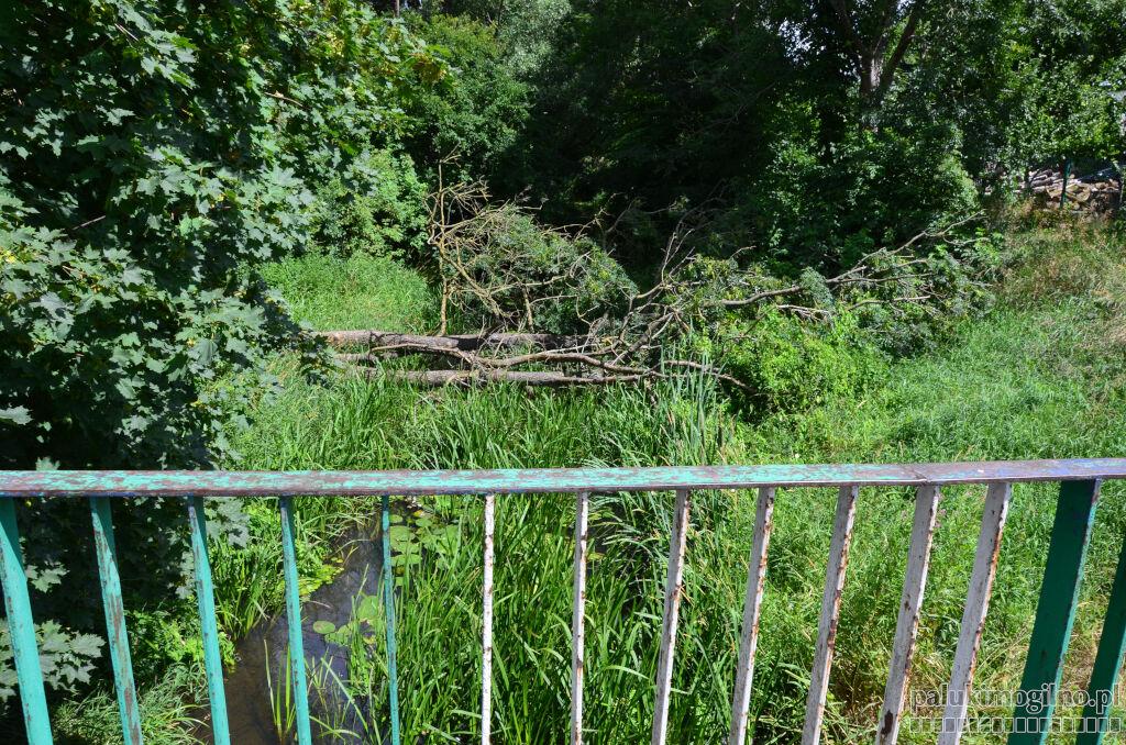 Stan rzeki Noteć w Gębicach niepokoi mieszkańców. Chluba Gębic zarośnięta i zaniedbana
