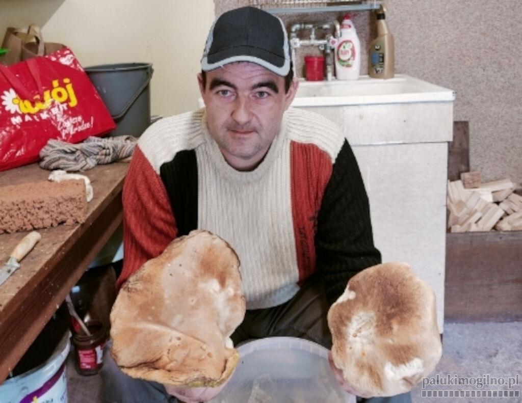 Przez półtorej godziny uzbierał 7 kilogramów grzybów. Wśród nich nie zabrakło rekordowego borowika