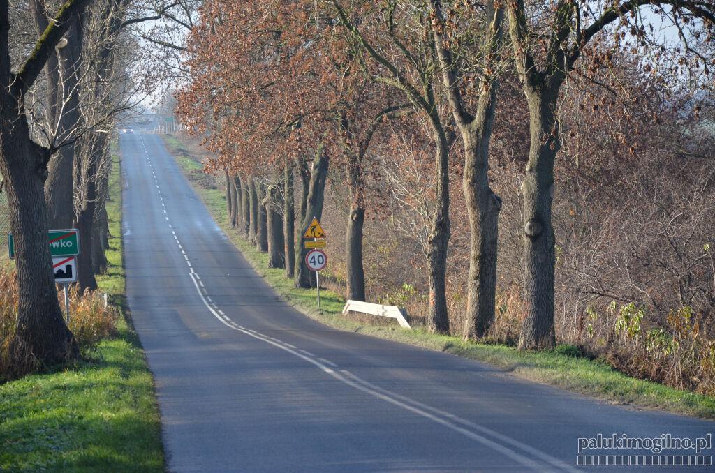 51 drzew idzie pod topór, budują chodniki przy drogach powiatowych