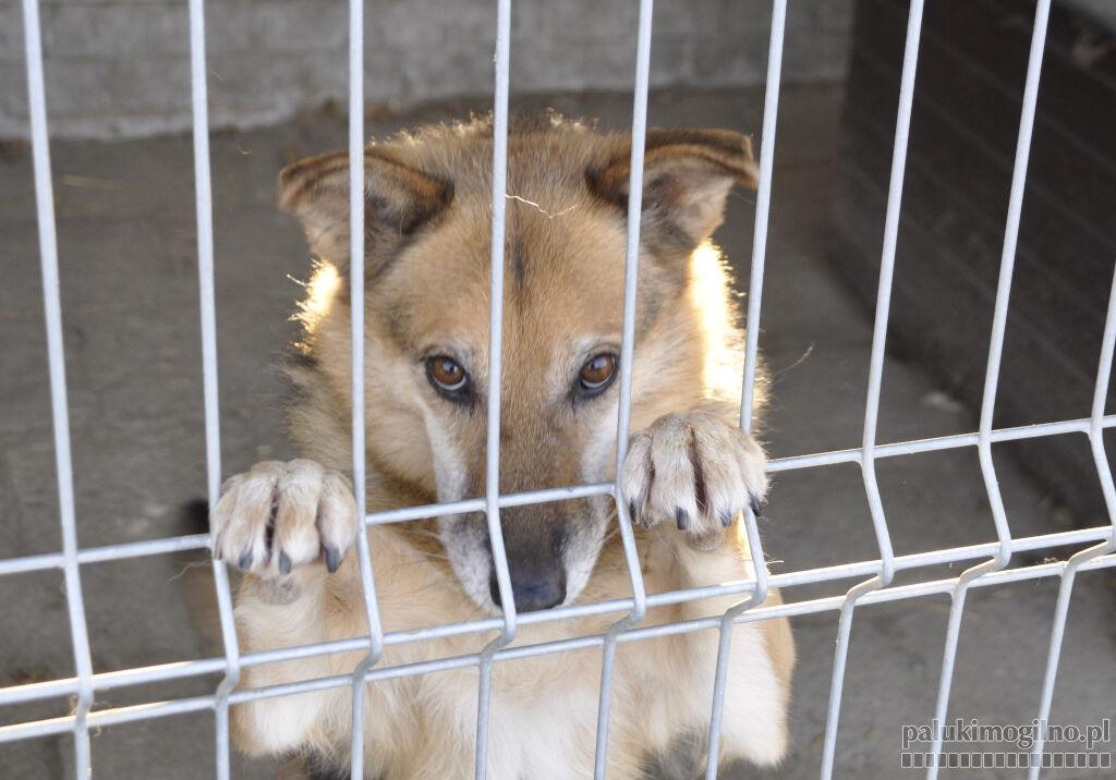 Pieski z przytuliska w Siedlimowie potrzebują dodatkowej opieki i godnych warunków do życia